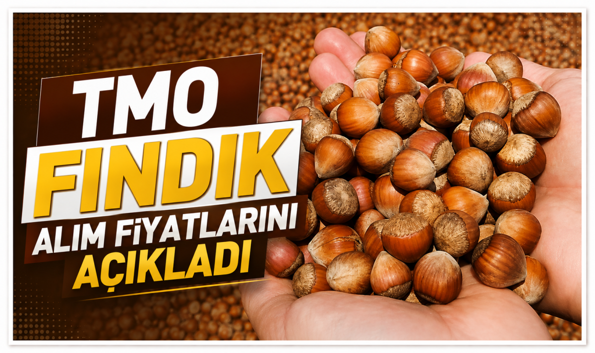 TMO fındık alım fiyatlarını açıkladı