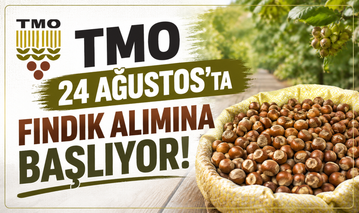 TMO 24 Ağustos’ta Fındık alımına başlıyor!